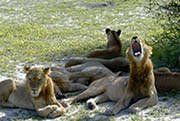 Lions Okavango